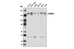 Cell Signaling Technology&nbsp;MTMR3 Antibody 100 ul
