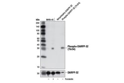 Cell Signaling Technology&nbsp;Phospho-DARPP-32 Thr34 D27A