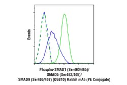 Cell Signaling Technology&nbsp;Phospho-SMAD1 Ser463/465/ SM