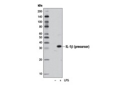Cell Signaling Technology&nbsp;IL-1-beta D4T2D Rabbit mAb 1
