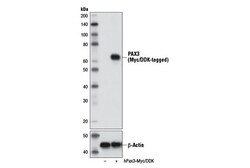Cell Signaling Technology&nbsp;PAX3 Antibody 100 ul