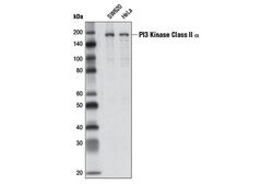 Cell Signaling Technology&nbsp;PI3 Kinase Class II alpha D3Q