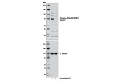 Cell Signaling Technology&nbsp;Phospho-DNAJC2/MPP11 Ser47 A