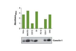 Cell Signaling Technology PathScanR Total Caveolin-1 S