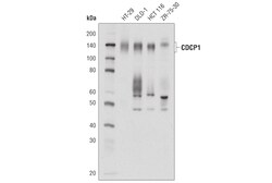 Cell Signaling Technology&nbsp;CDCP1 D8M5K Rabbit mAb 100 u