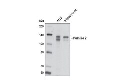 Cell Signaling Technology&nbsp;Pumilio 2 Antibody 100 ul