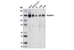 Cell Signaling Technology&nbsp;Pumilio 1 Antibody 100 ul