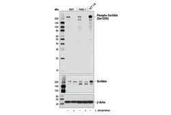 Cell Signaling Technology&nbsp;Phospho-Scribble Ser1220 D8