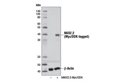 Cell Signaling Technology&nbsp;NKX2.2 Antibody 100 ul