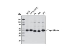 Cell Signaling Technology&nbsp;Thap11/Ronin Antibody 100 ul