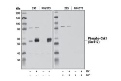 Cell Signaling Technology&nbsp;Phospho-Chk1 Ser317 D12H3