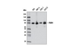 Cell Signaling Technology FXR1 D10A2 XPR Rabbit mAb, Quantity: Each of