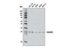 Cell Signaling Technology&nbsp;CUEDC2 Antibody 100 ul