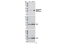 Cell Signaling Technology&nbsp;Phospho-MKK3 Ser189/MKK6 Se
