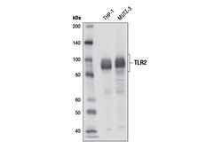 Cell Signaling Technology&nbsp;Toll-like Receptor 2 D7G9Z R