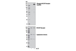 Cell Signaling Technology&nbsp;Phospho-CSF-1R/M-CSF-R Tyr699