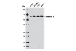 Cell Signaling Technology&nbsp;Drebrin A Antibody 100 ul