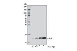 Cell Signaling Technology&nbsp;IL-2 D7A5 Rabbit mAb 100 ul