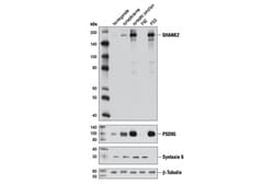Cell Signaling Technology&nbsp;SHANK2 Antibody 100 ul