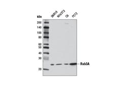 Cell Signaling Technology&nbsp;Rab3A D7B10 Rabbit mAb 100 u