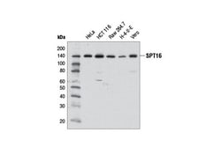 Cell Signaling Technology&nbsp;SPT16 D7I2K Rabbit mAb 100 u