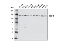 Cell Signaling Technology&nbsp;RNF40 D2R2O Rabbit mAb 100 u
