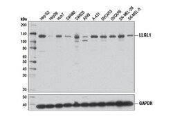 Cell Signaling Technology&nbsp;LLGL1 D2B5A Rabbit mAb 100 u