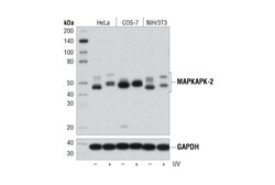 Cell Signaling Technology&nbsp;MAPKAPK-2 D1E11 Rabbit mAb 1