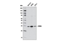 Cell Signaling Technology&nbsp;CDK5 1H3 Mouse mAb 100 ul