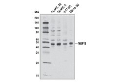 Cell Signaling Technology&nbsp;WIPI1 Antibody 100 ul