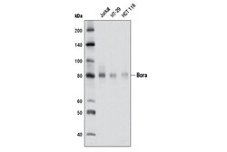 Cell Signaling Technology&nbsp;Bora D2B9 Rabbit mAb 100 ul