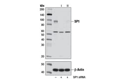 Cell Signaling Technology SignalSilenceR SP1 siRNA II
