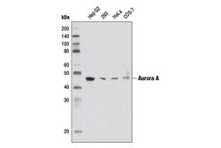 Cell Signaling Technology&nbsp;Aurora A 1F8 Mouse mAb 100 u