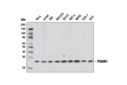 Cell Signaling Technology&nbsp;PGAM1 D3J9T Rabbit mAb 100 u