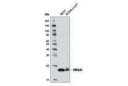 Cell Signaling Technology&nbsp;HMGA1 D4F8 Rabbit mAb 100 ul