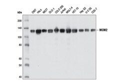 Cell Signaling Technology&nbsp;MCM2 1E7 Mouse mAb 100 ul