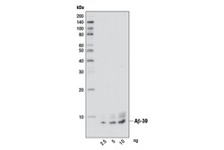 Cell Signaling Technology&nbsp;beta-Amyloid 1-39 D5Y9L Ra