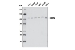 Cell Signaling Technology&nbsp;MASTL D3J4Y Rabbit mAb 100 u