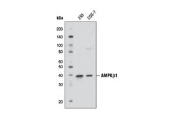 Cell Signaling Technology&nbsp;AMPK-beta-1 Antibody 100 ul