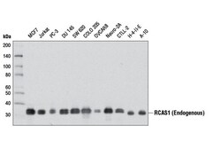 Cell Signaling Technology&nbsp;RCAS1 D6P5J Rabbit mAb 100 u