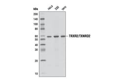 Cell Signaling Technology&nbsp;TRXR2/TXNRD2 3F2-E12-F10 Mou