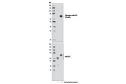 Cell Signaling Technology&nbsp;Phospho-cdc25C Thr48 D2H3
