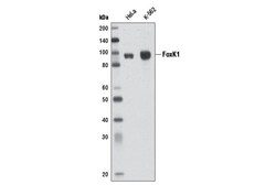 Cell Signaling Technology&nbsp;FoxK1 Antibody 100 ul