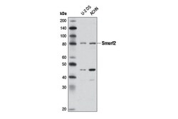 Cell Signaling Technology&nbsp;Smurf2 D8B8 Rabbit mAb 100 u