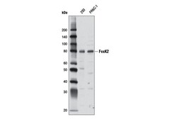 Cell Signaling Technology&nbsp;FoxK2 Antibody 100 ul