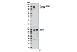 Cell Signaling Technology&nbsp;Phospho-REPS1 Ser709 D8C1