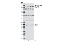Cell Signaling Technology&nbsp;Phospho-DDR1 Tyr792 Antibody