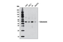 Cell Signaling Technology&nbsp;Calumenin 4C6 Mouse mAb 100