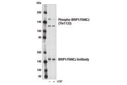 Cell Signaling Technology&nbsp;Phospho-BRIP1/FANCJ Thr1133