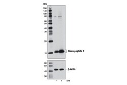 Cell Signaling Technology&nbsp;Neuropeptide Y D7Y5A XPR R